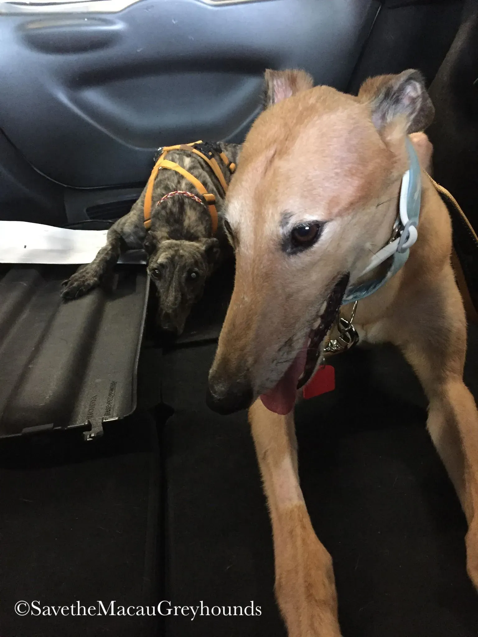 36874214 10156674903081995 1783812497711562752 n