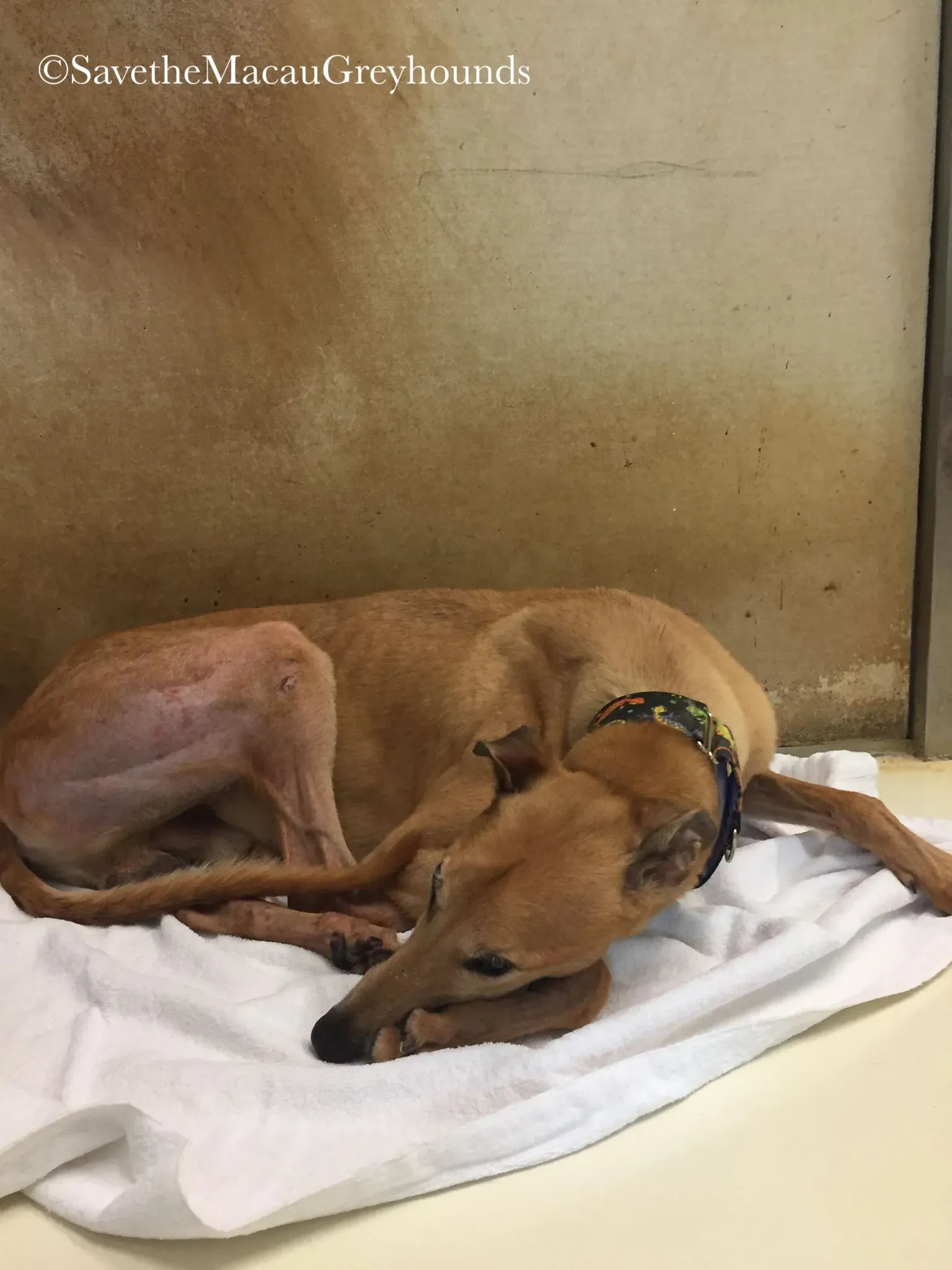 36883441 10156674901006995 5211734005270970368 n