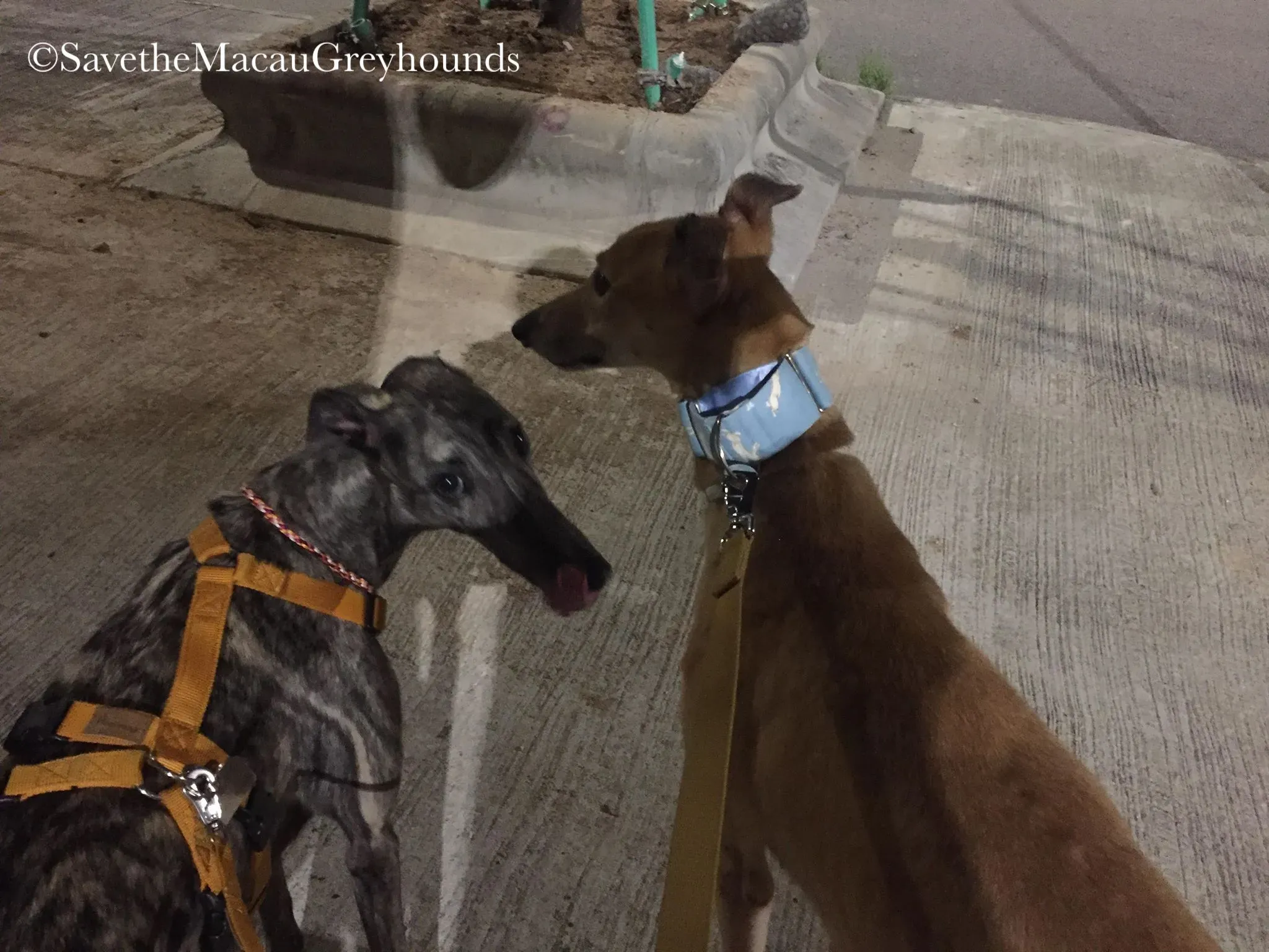 36885956 10156674902656995 9192958780726312960 n