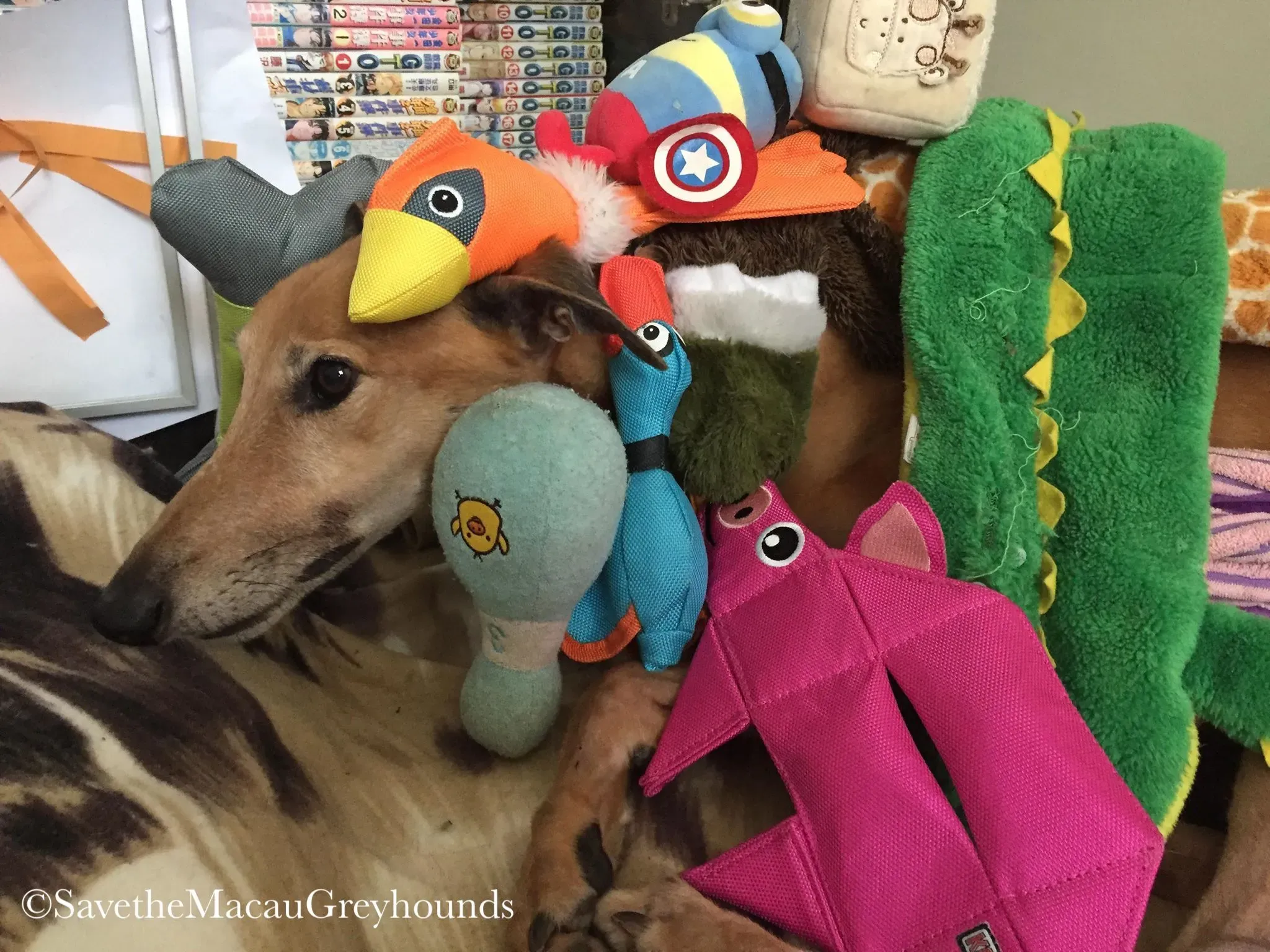 36899982 10156674903451995 1472169052238512128 n