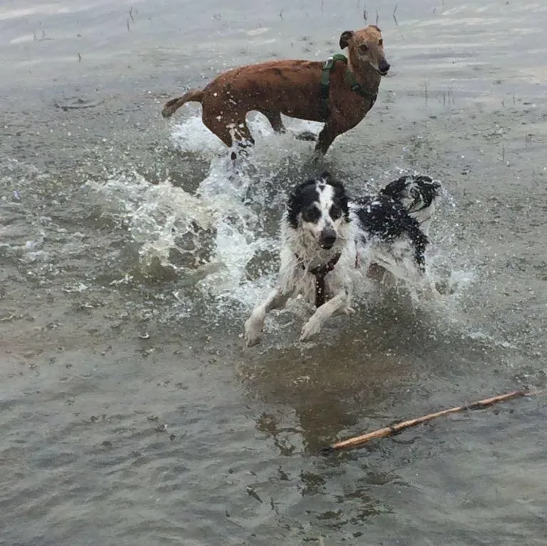 36926416 10155848315608246 1806162764490604544 n