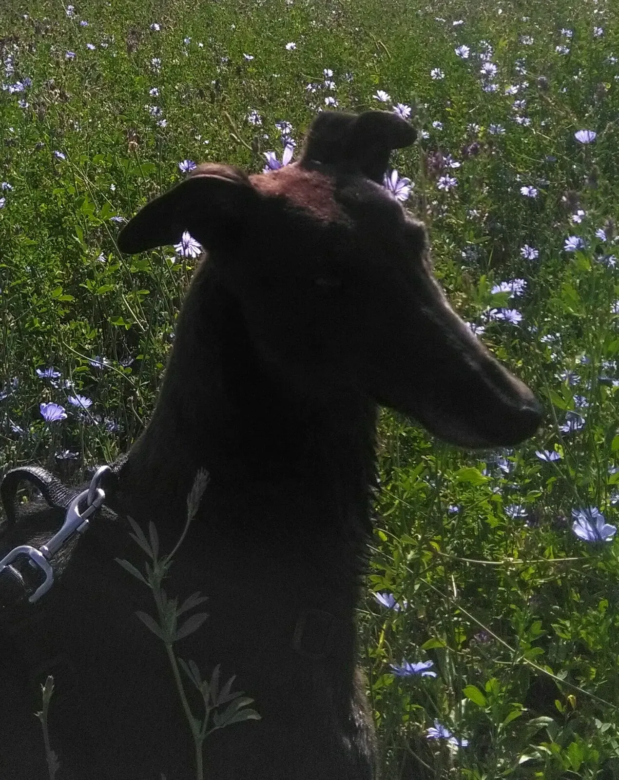 36  Rosie petlevrieri mercatodellacarne cina macao onlus