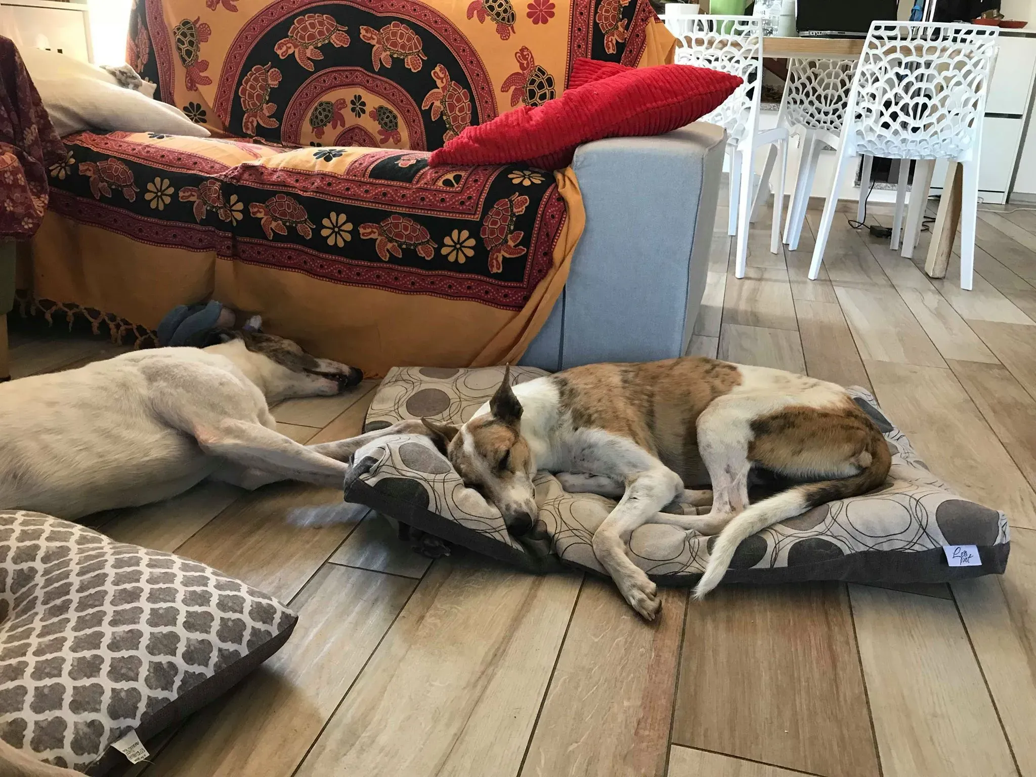 36 Sam whippet petlevrieri petlevrierionlus salvatomercatodellacarne Foster progettofoster.JPG