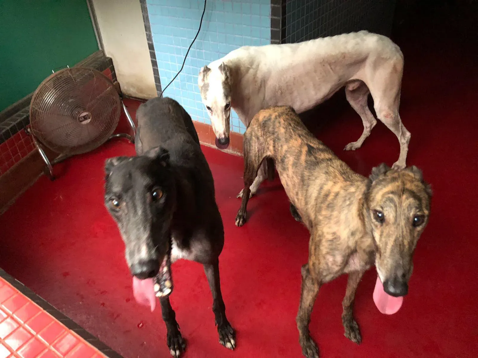 37103782 1627232030744820 2114206997304836096 o