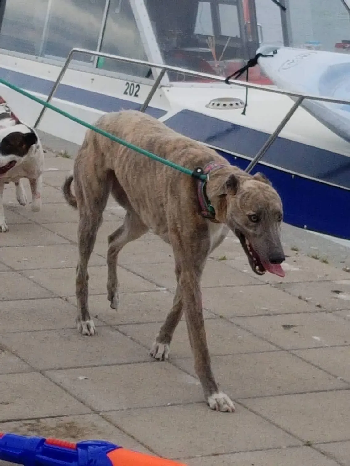 37265740 1851557218269206 2089277241887293440 n