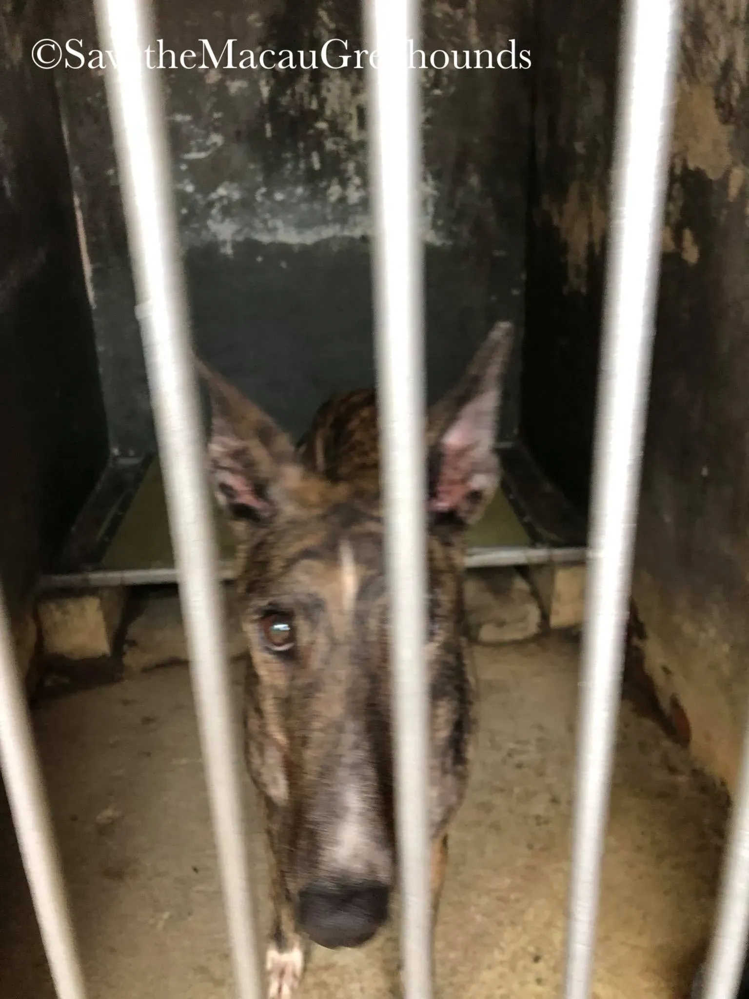 37426846 1639263672874989 7539401169244782592 o