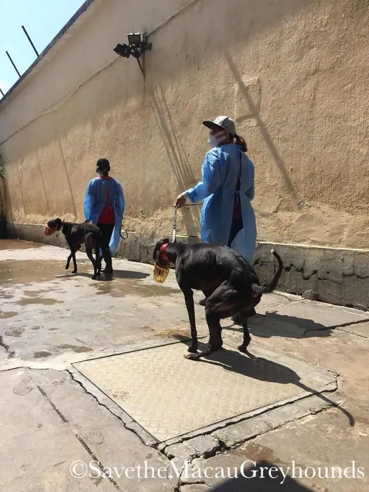 37539360 1639079836226706 4726728976603545600 n