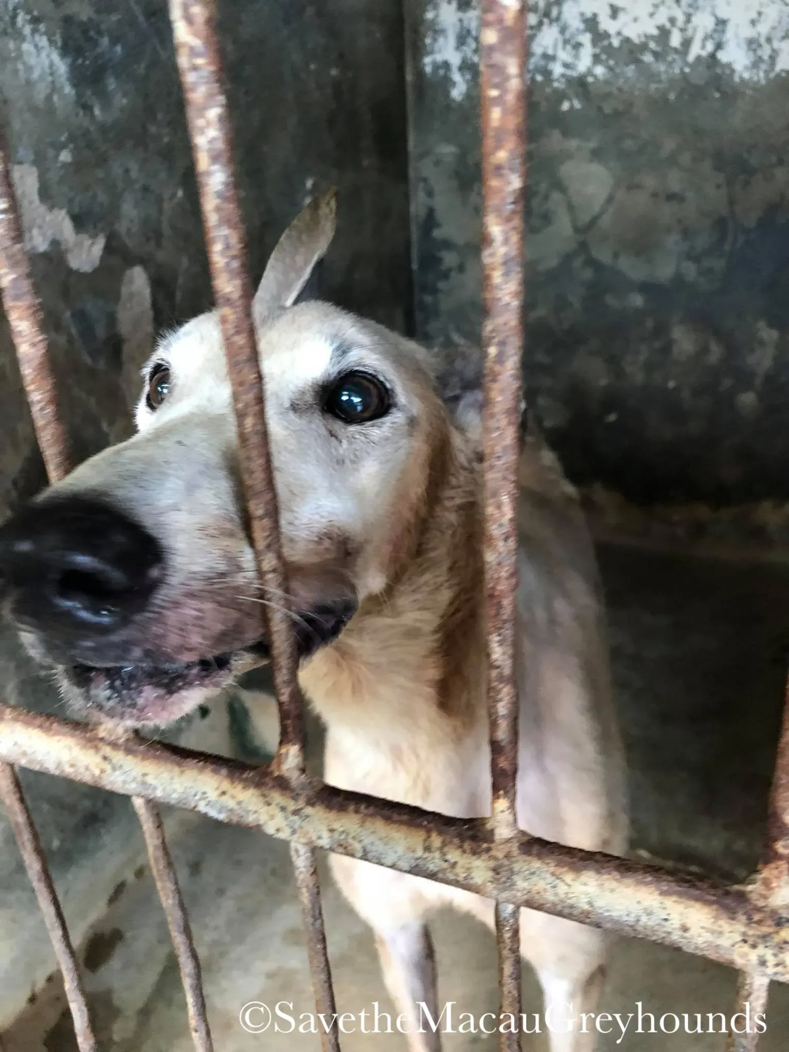 37661344 1639263522875004 4563496356517249024 o