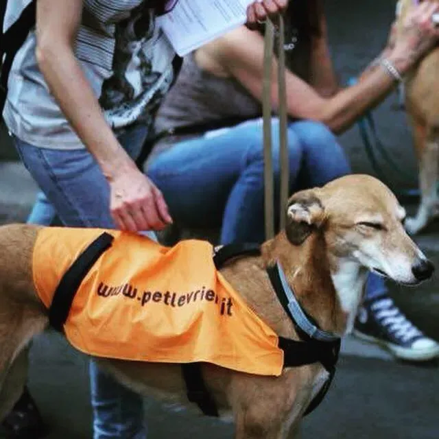 37789986 1089509047886806 1733509857920679936 n 2