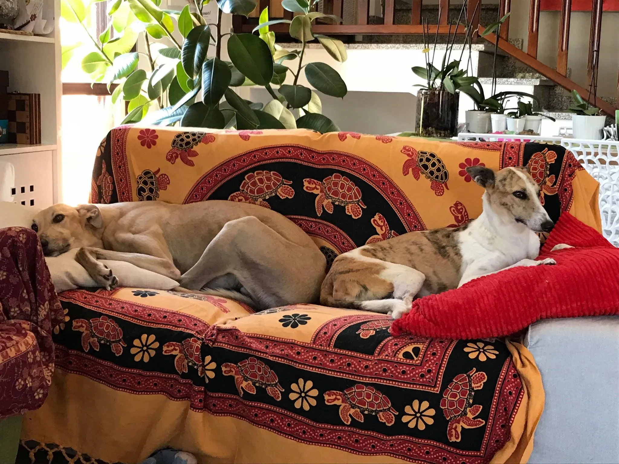 37 Sam whippet petlevrieri petlevrierionlus salvatomercatodellacarne Foster progettofoster.JPG