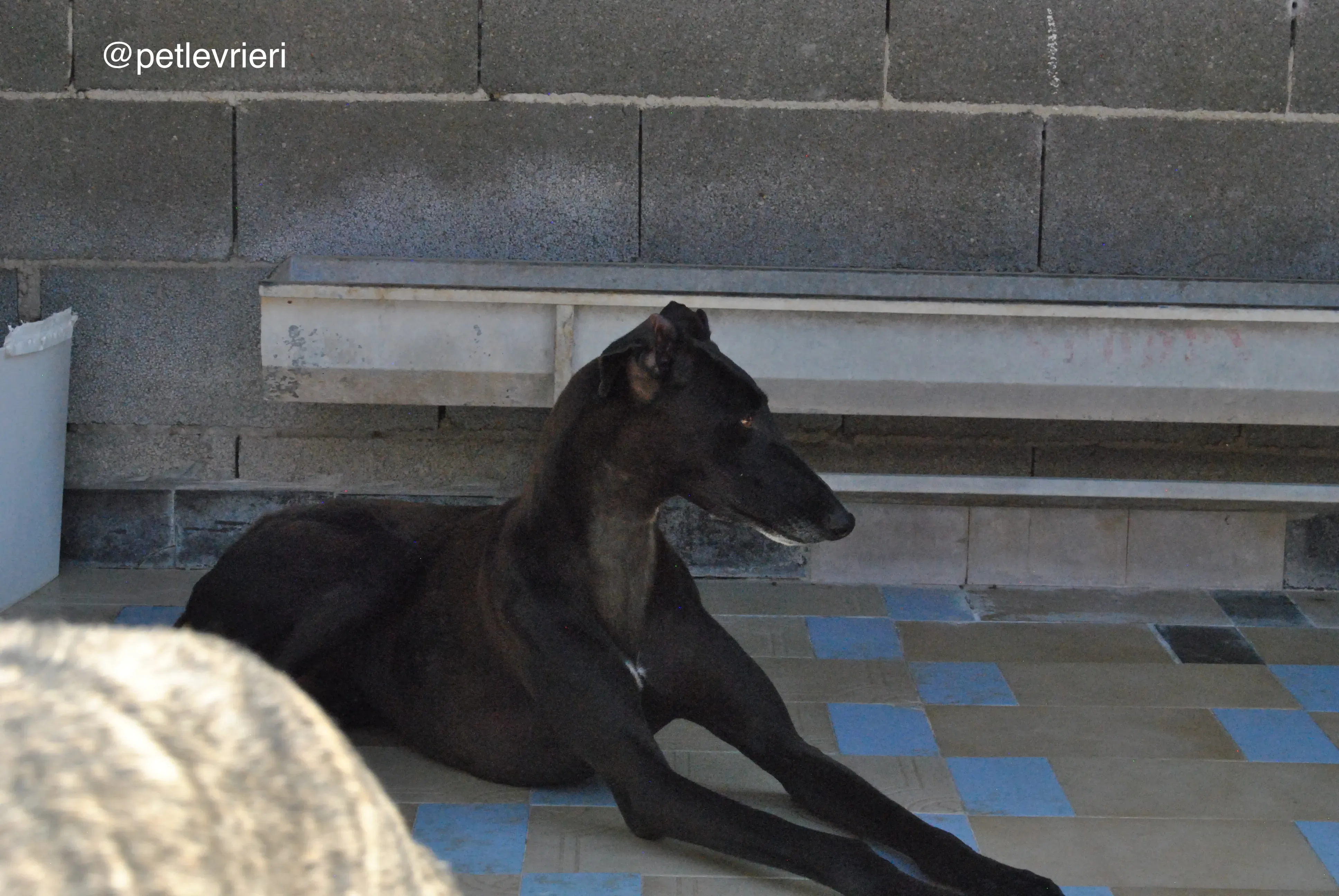 37 neron adozione galgo quarantena