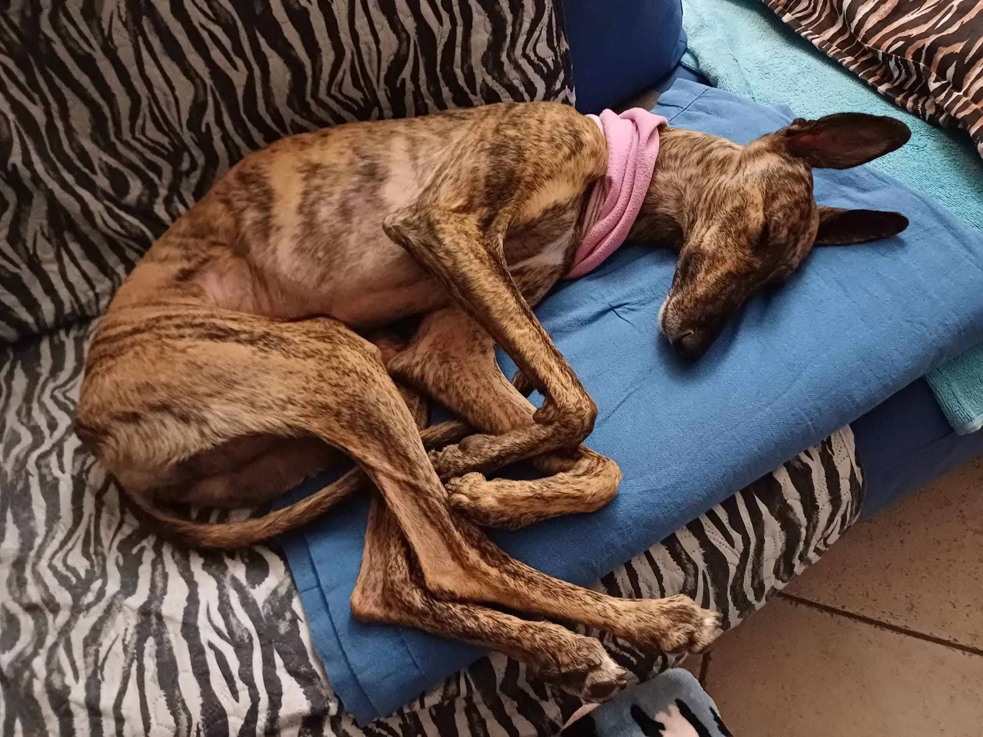 387483101 301160068943596 4634051925002580102 n