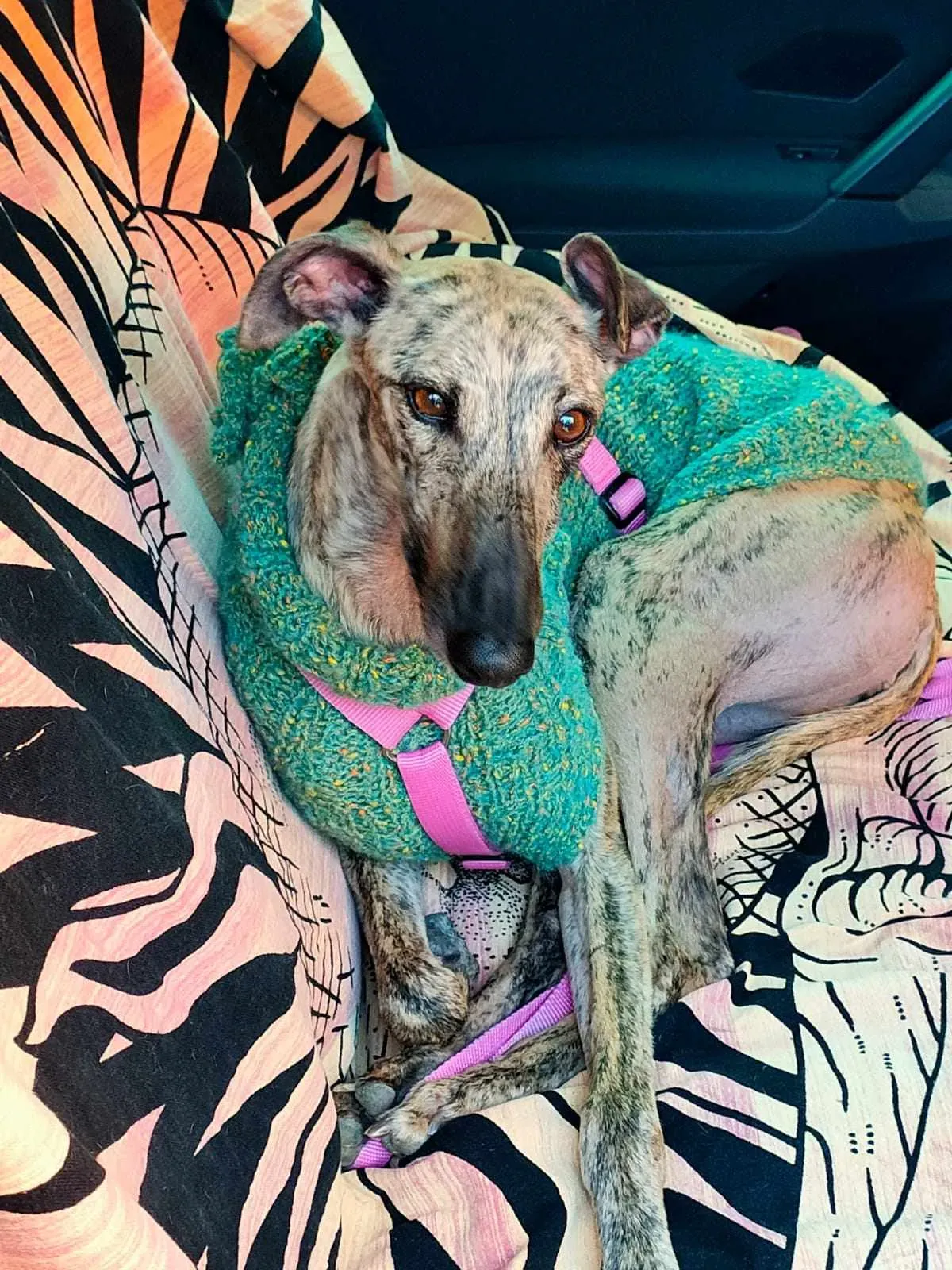 387488940 904592831227557 4760105641746460840 n