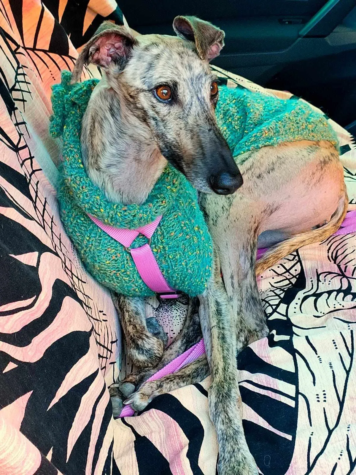 387505293 1310144463018017 9068488948404152824 n