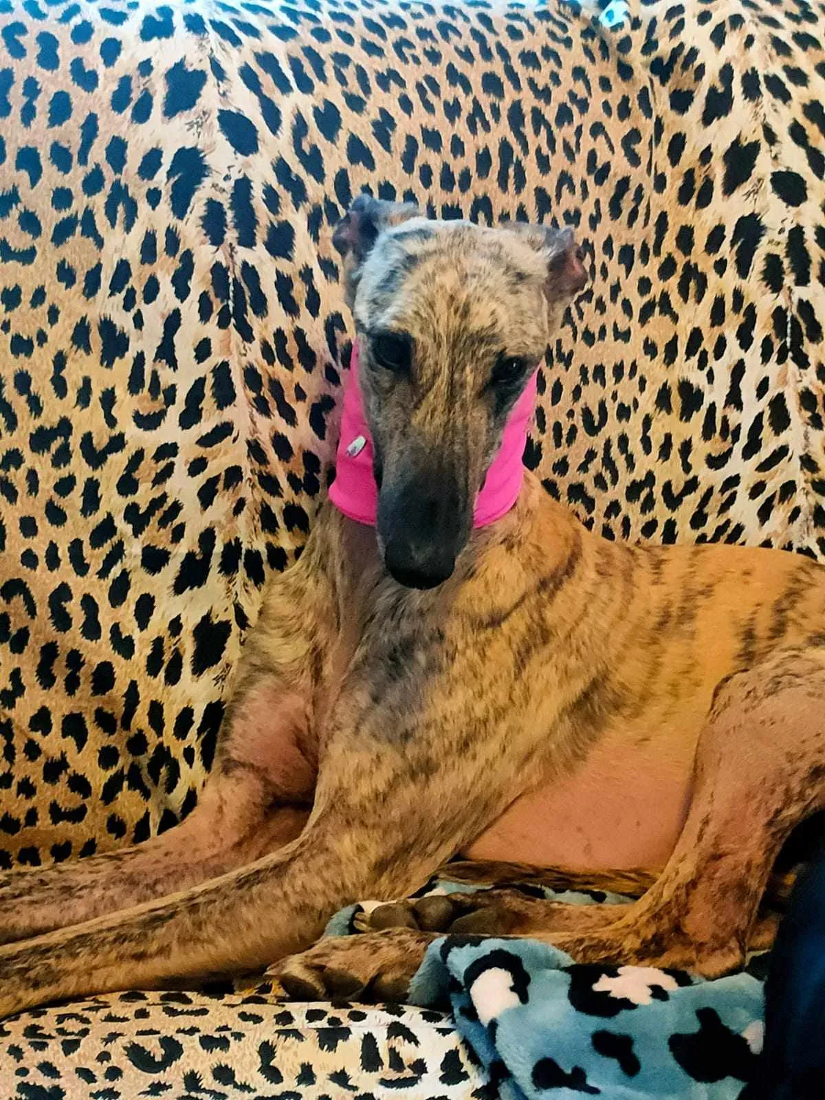 387512440 329586819856368 3535231682738725389 n