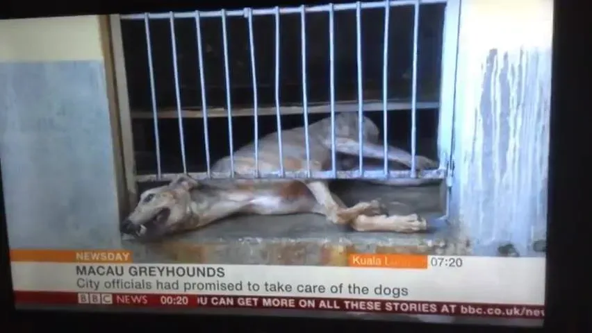 38941808 404312793426998 7237226159564390400 n