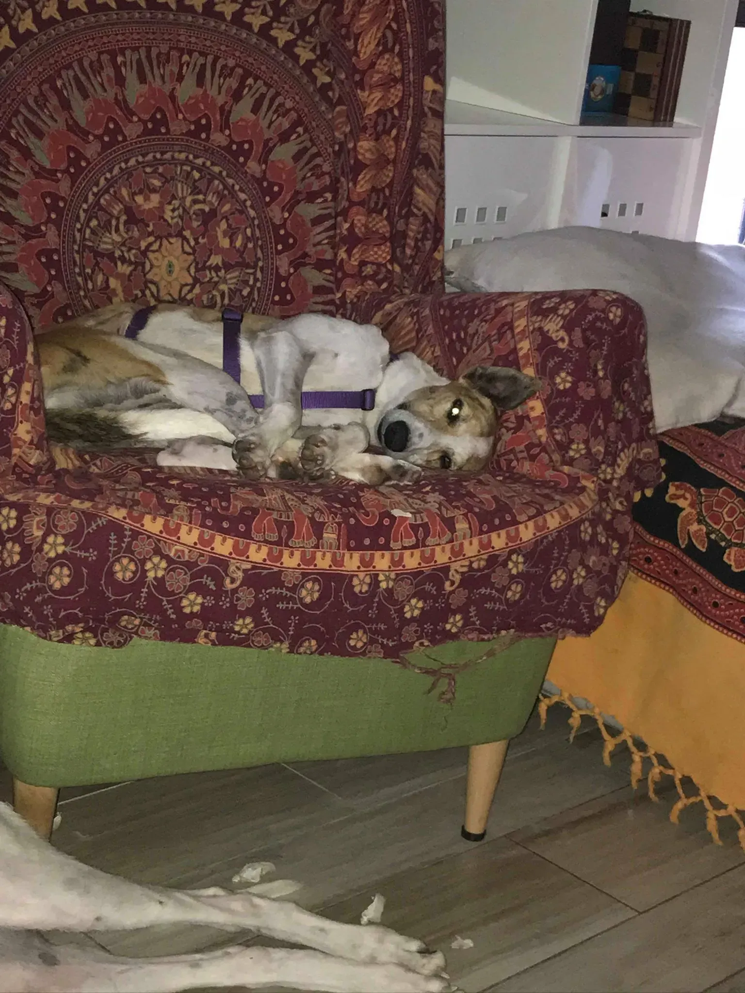 38 Sam whippet petlevrieri petlevrierionlus salvatomercatodellacarne Foster progettofoster.JPG