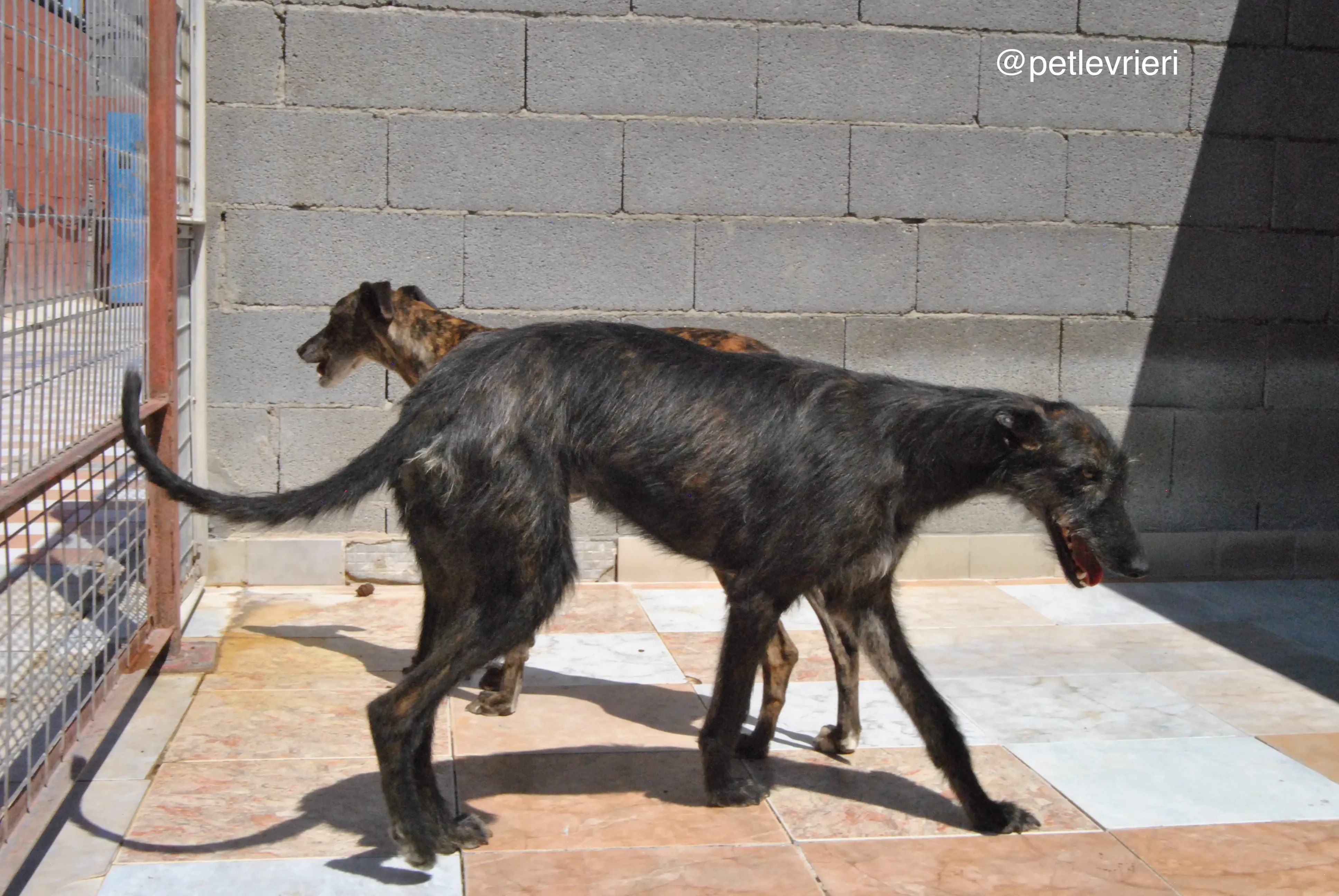 38 rosca adozione galgo quarantena