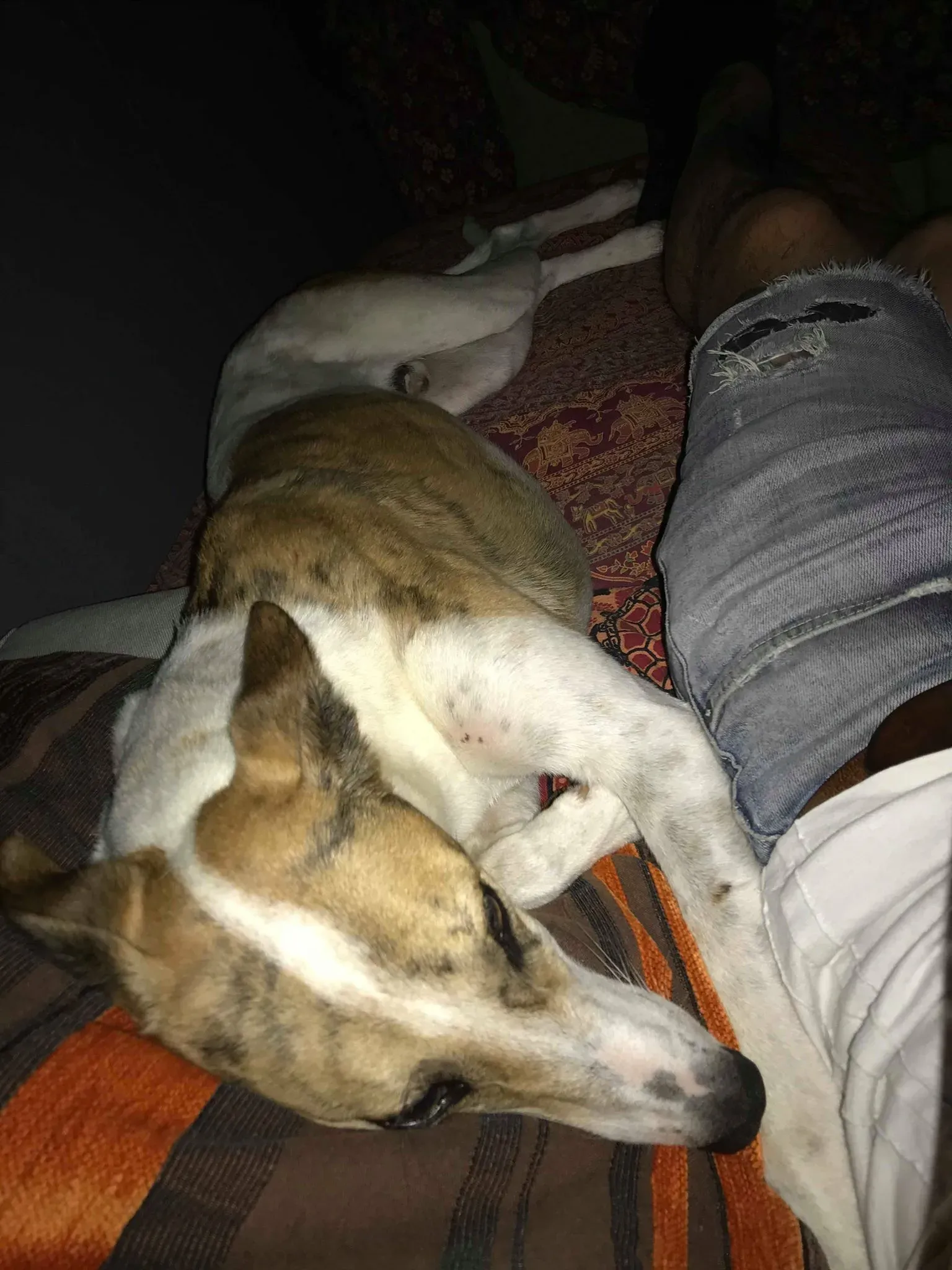 39 Sam whippet petlevrieri petlevrierionlus salvatomercatodellacarne Foster progettofoster.JPG