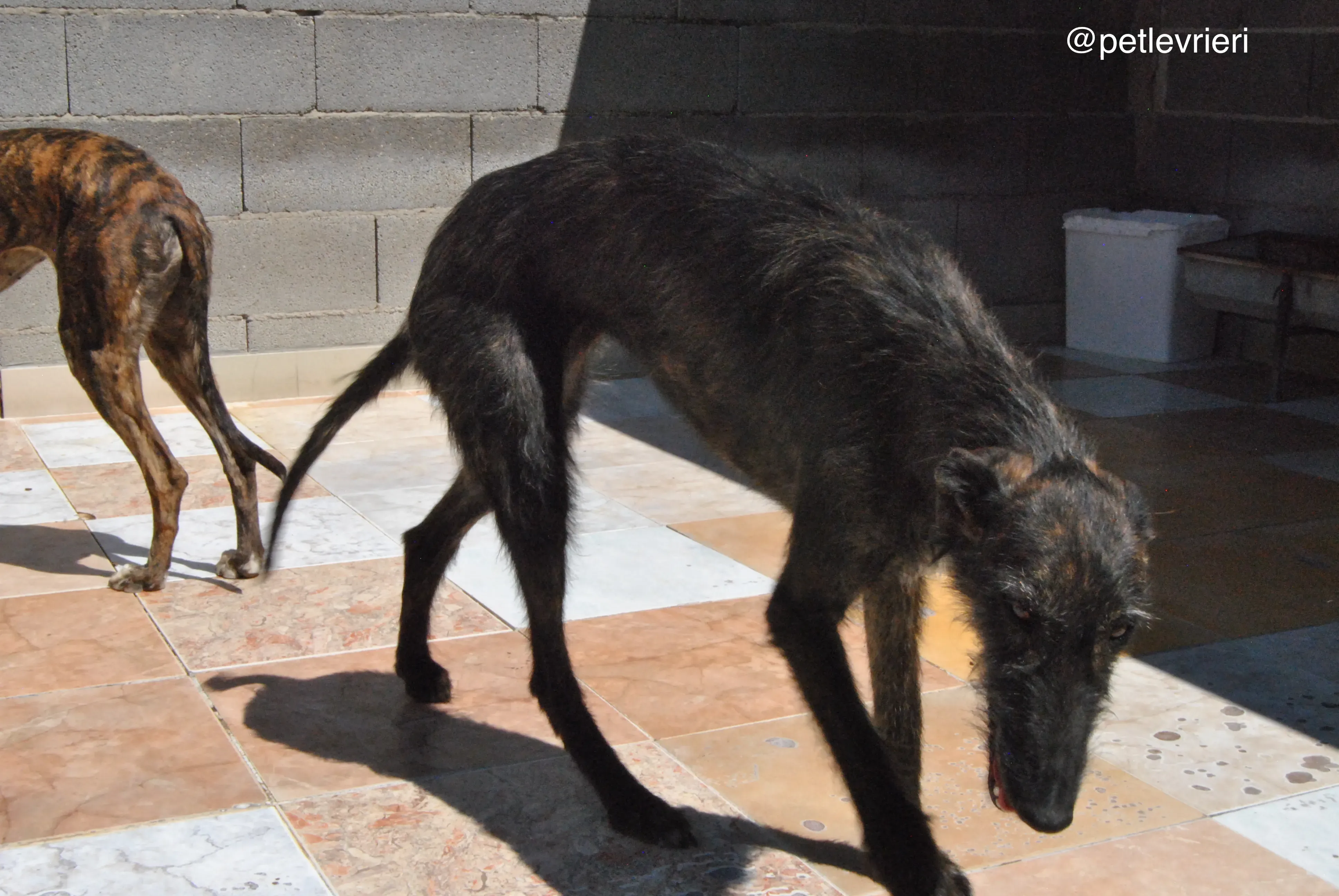 39 rosca adozione galgo quarantena