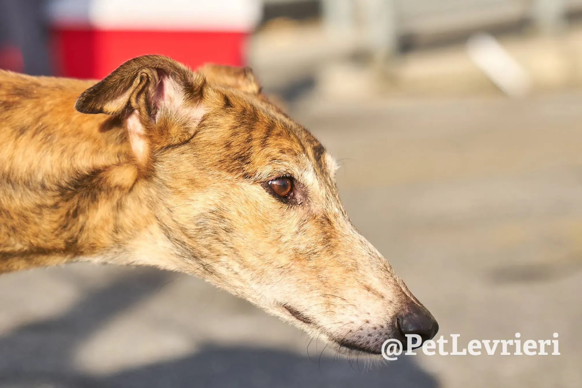 3F3D3845 A76B 4674 80C5 BEB3C6D374ED