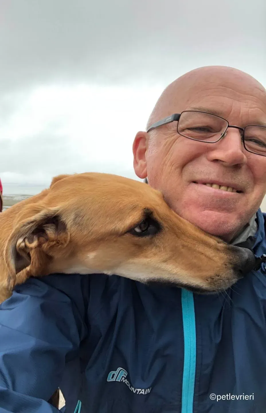 3Stevie lurcher pet levrieri felici casa