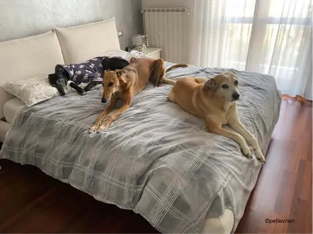 3Stevie lurcher pet levrieri felici casa 10