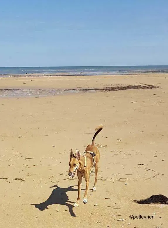 3Stevie lurcher pet levrieri felici casa 2