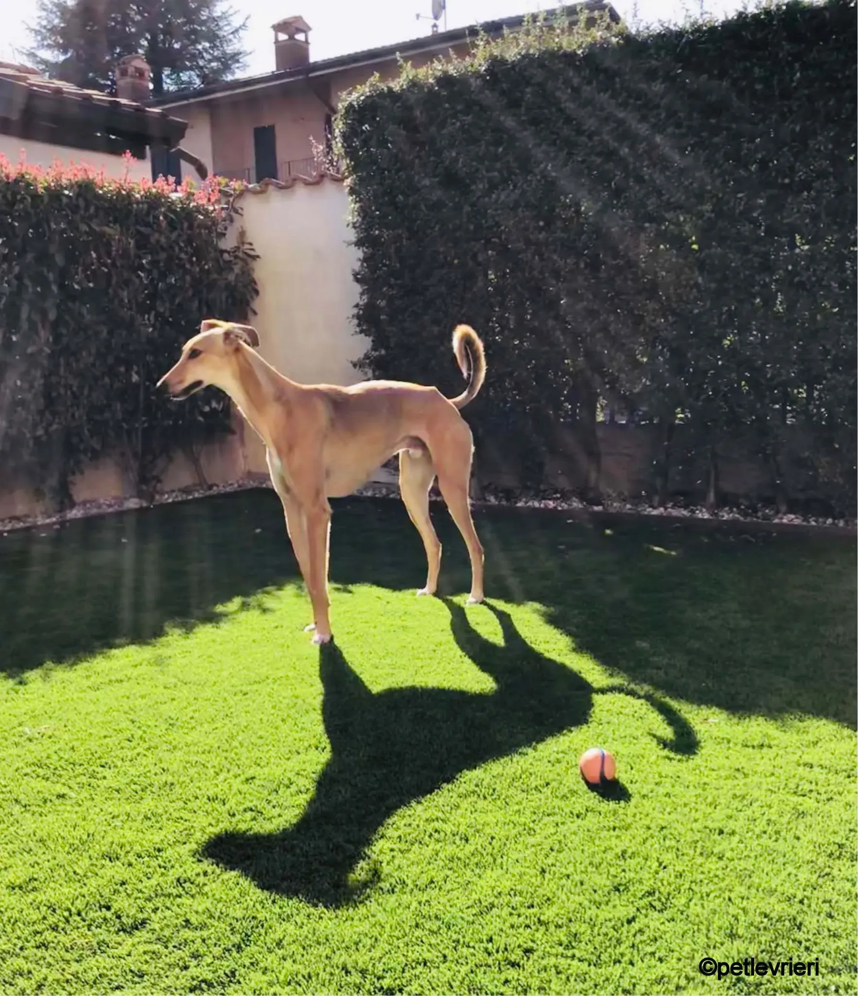 3Stevie lurcher pet levrieri felici casa 3