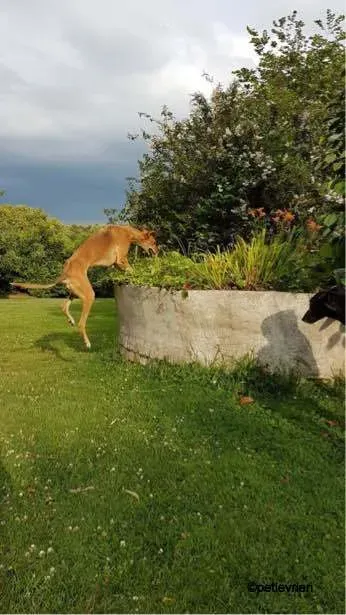 3Stevie lurcher pet levrieri felici casa 4