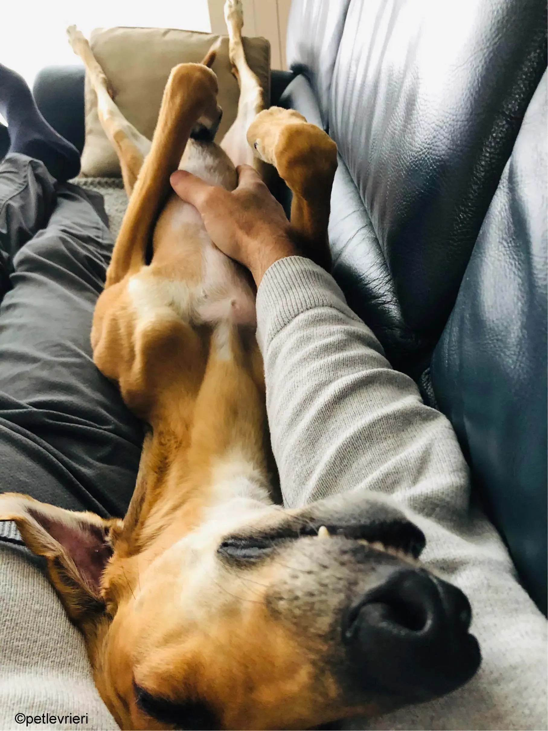 3Stevie lurcher pet levrieri felici casa 7