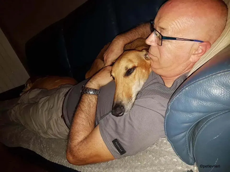 3Stevie lurcher pet levrieri felici casa 9