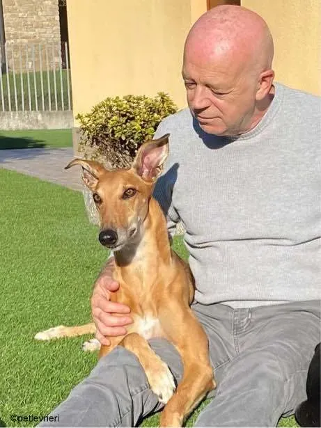 3Stevie lurcher pet levrieri felici casa