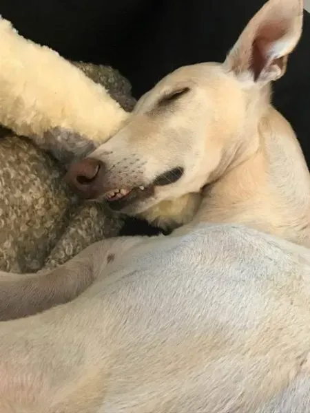 3 Emanuel Galgo Petlevrieri Petlevrierionlus feliciacasa