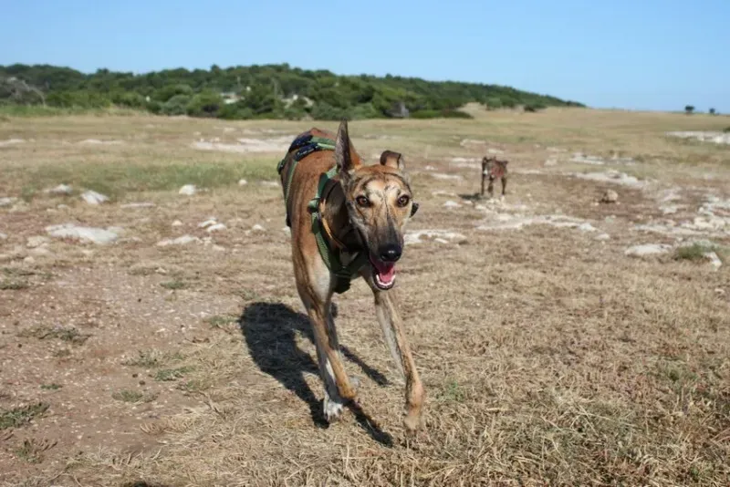 3 Nori feliciacasa petlevrierionlus petlevrieri 