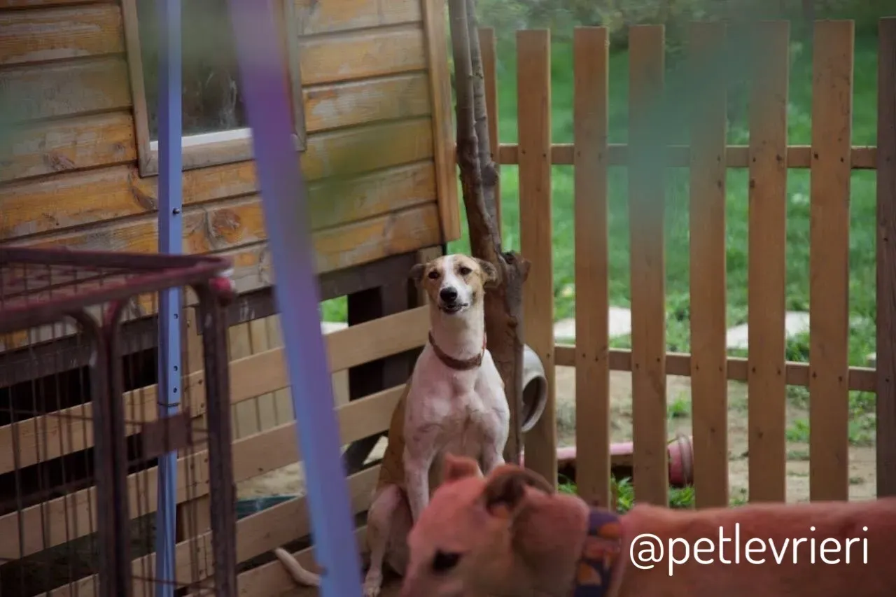 3 Sam whippet petlevrieri petlevrierionlus salvatomercatodellacarne cina maco.JPG