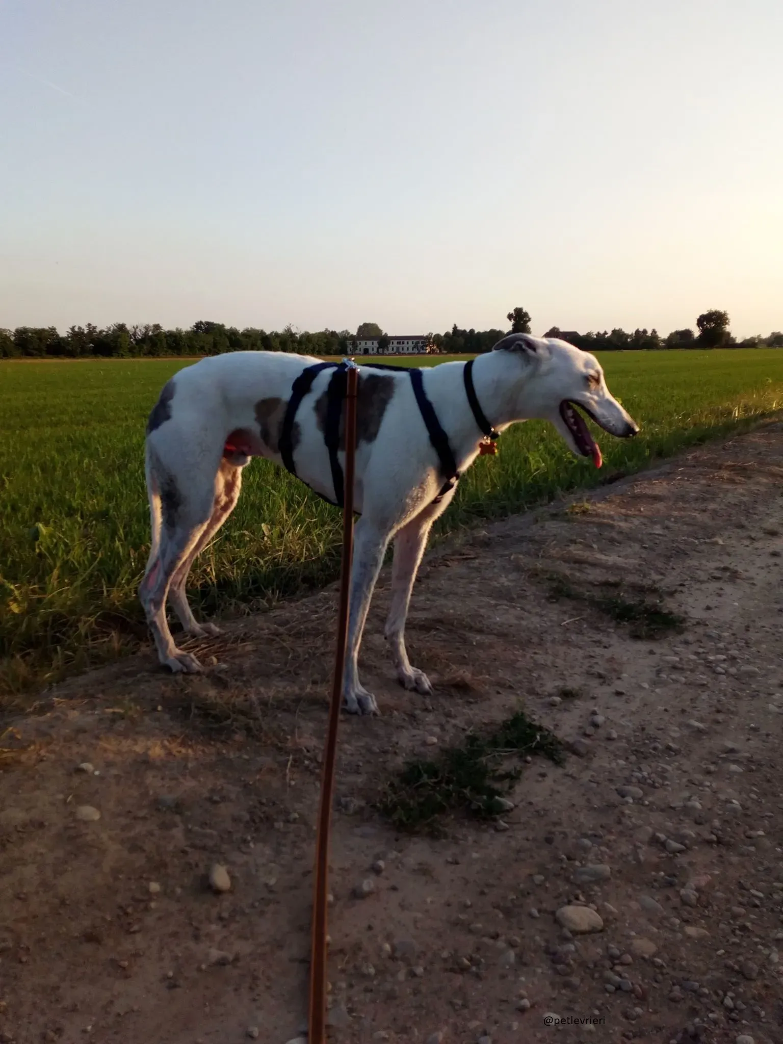 3 Spark Greyhound rescue petlevrieri petlevrierionlus foster progettofoster