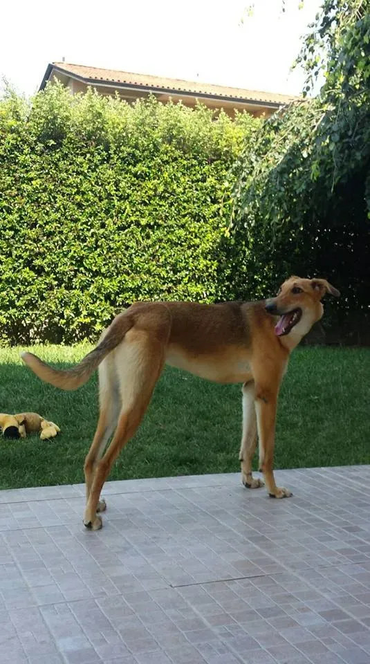 3 Steve lurcher petlevrierionlus adozione foster fostering