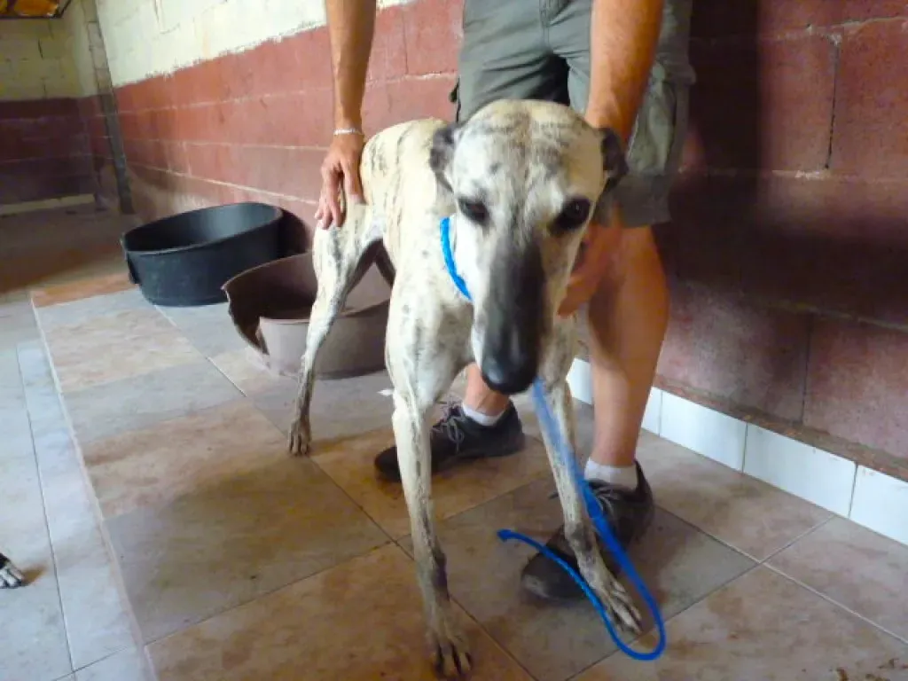 3  8526 adozione levrieri galgo