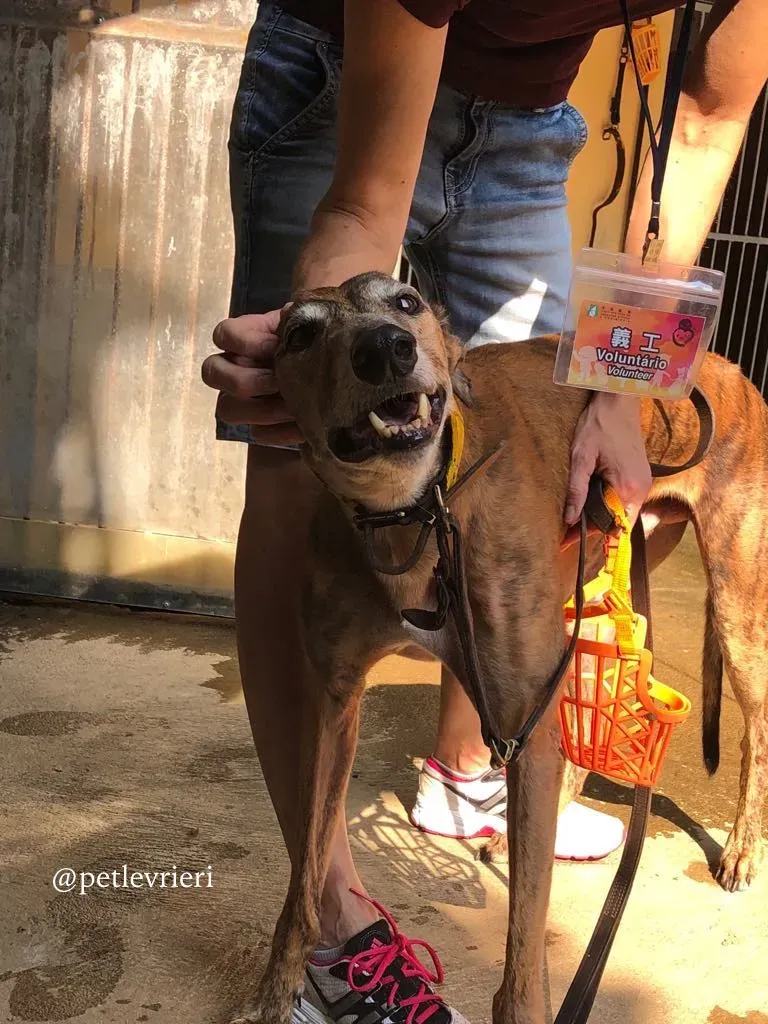 3 aogiri sen adozione greyhound macao