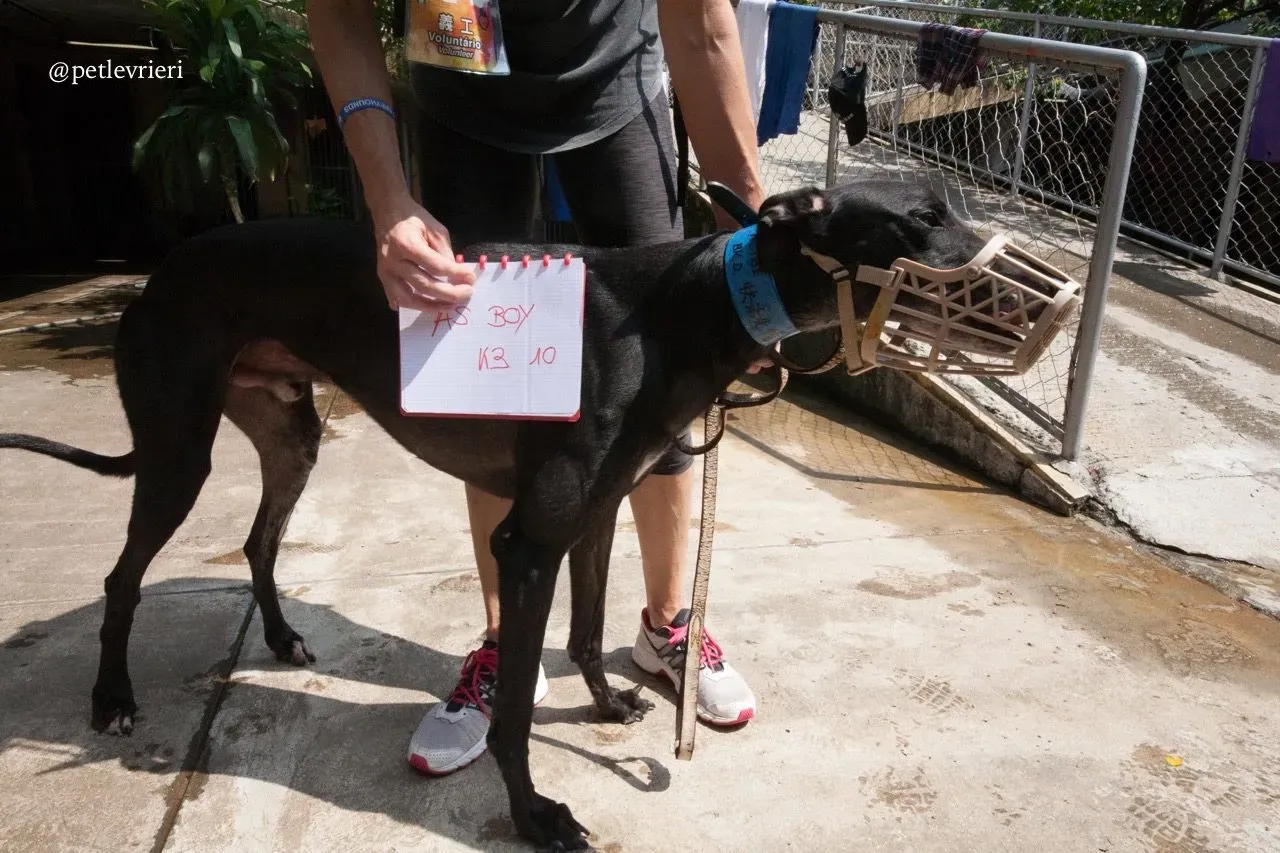 3 as boy adozione greyhound macao