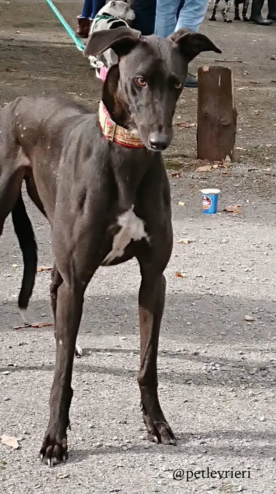 3 ash adozione levrieri greyhound