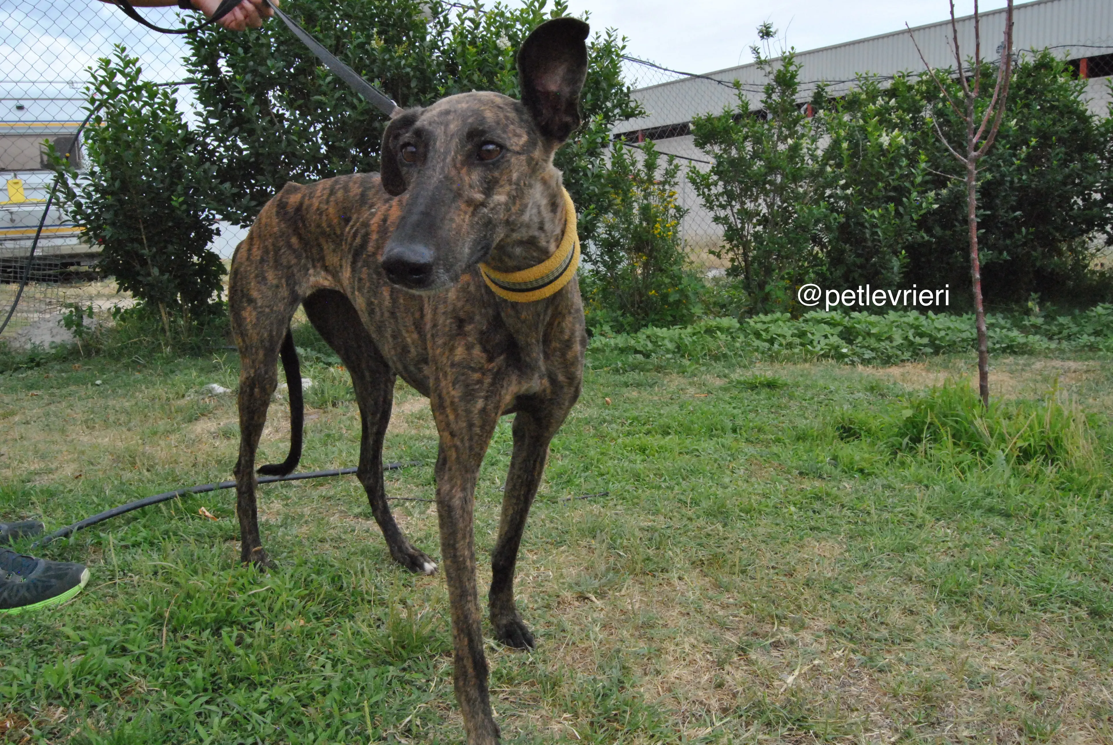 3 bala adozione levrieri galgo