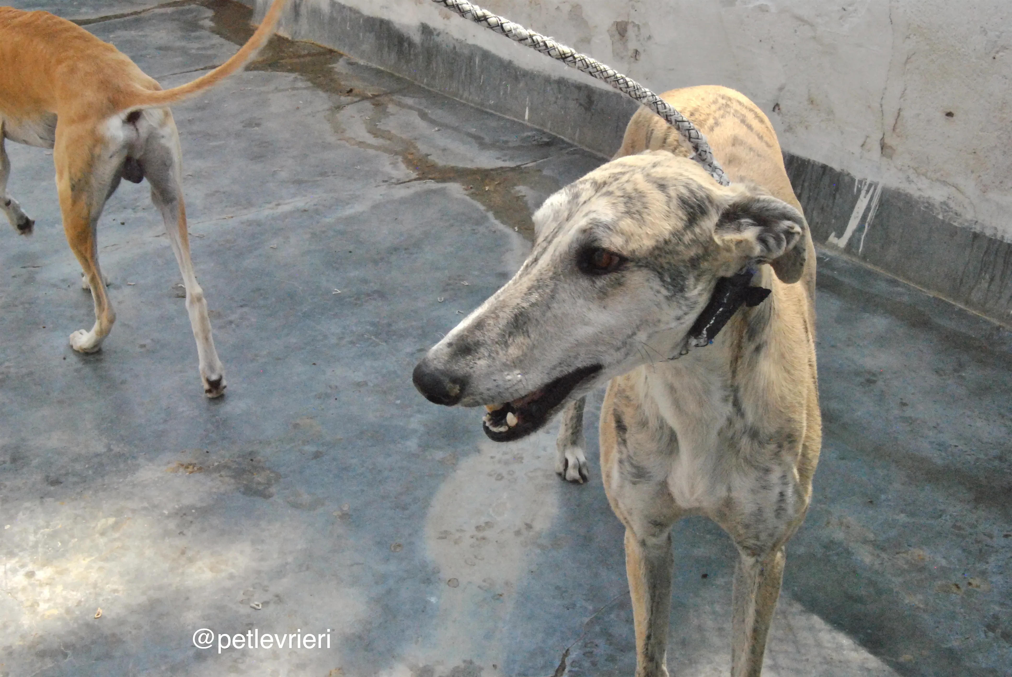 3 bastorin adozione levrieri galgo 1