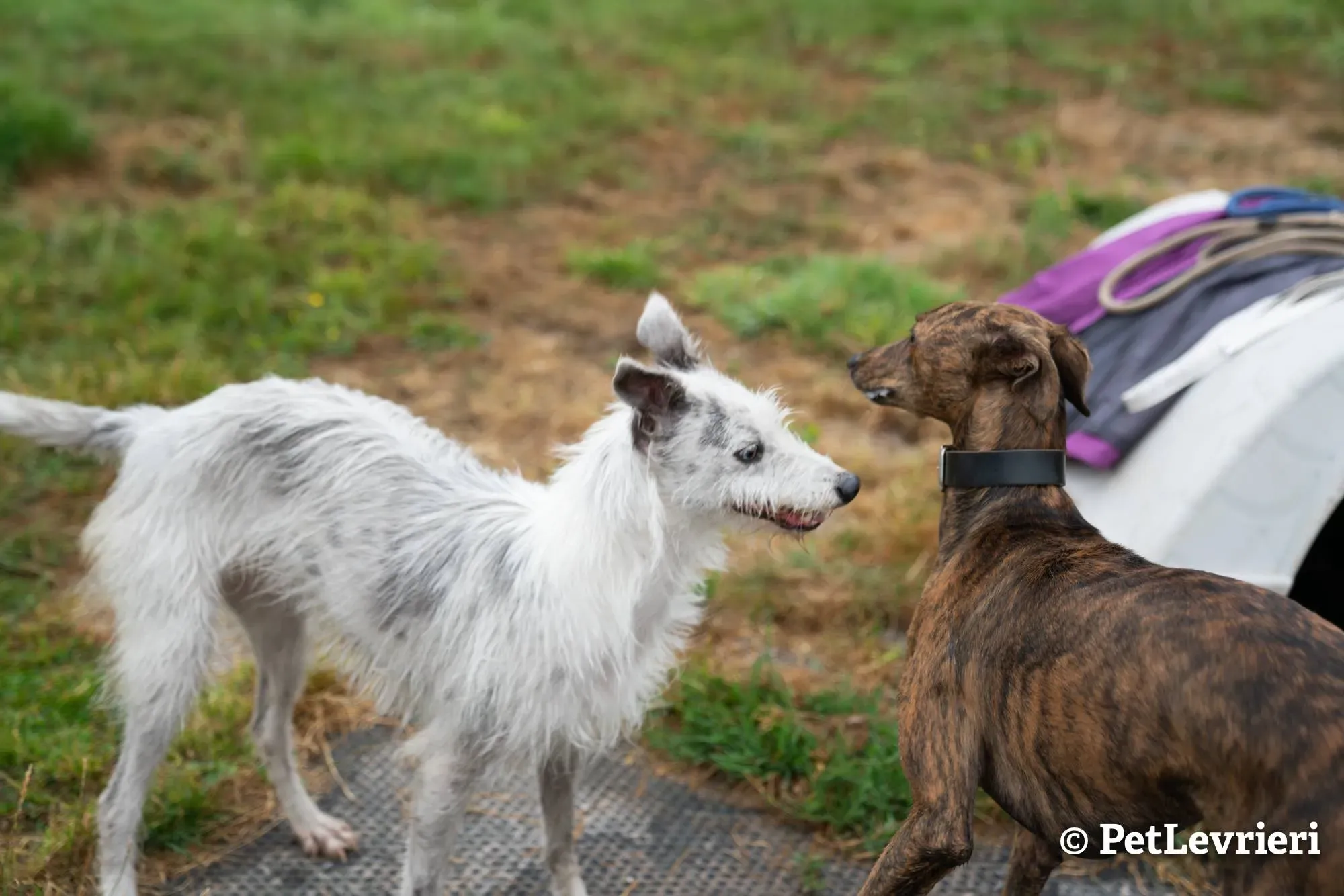 3 bella adozione levrieri greyhound