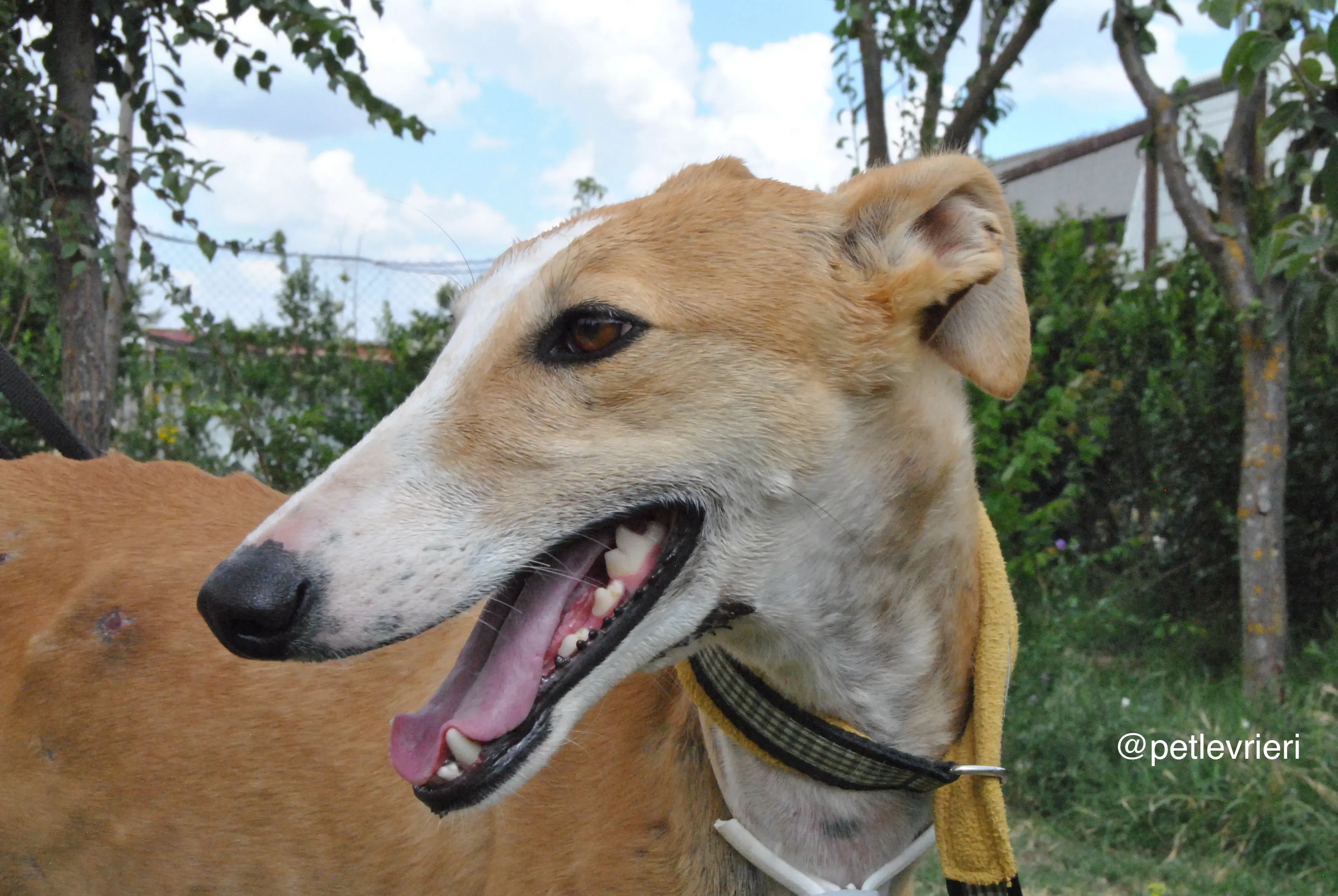 3 bisky adozione levrieri galgo