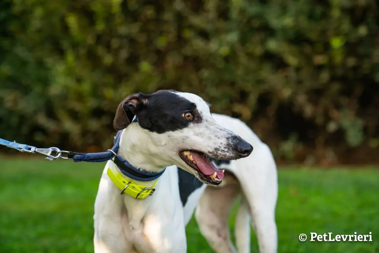 3 bob adozione levrieri greyhound