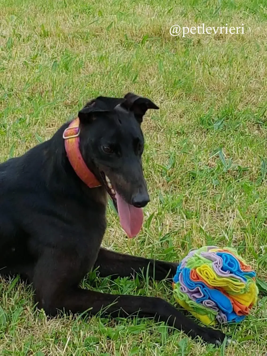 3 bucksie adozione levrieri greyhound