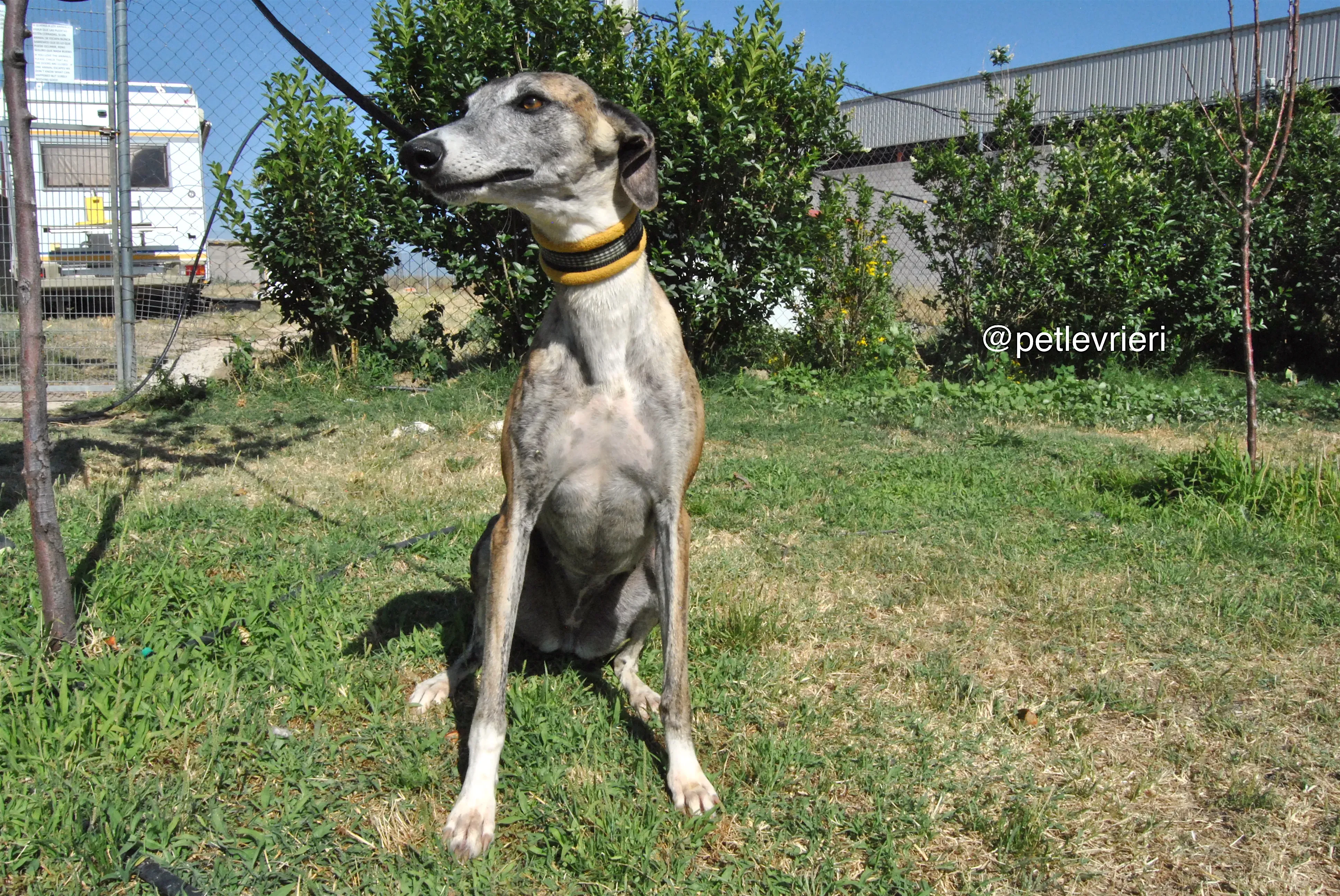3 campanera adozione levrieri galgo