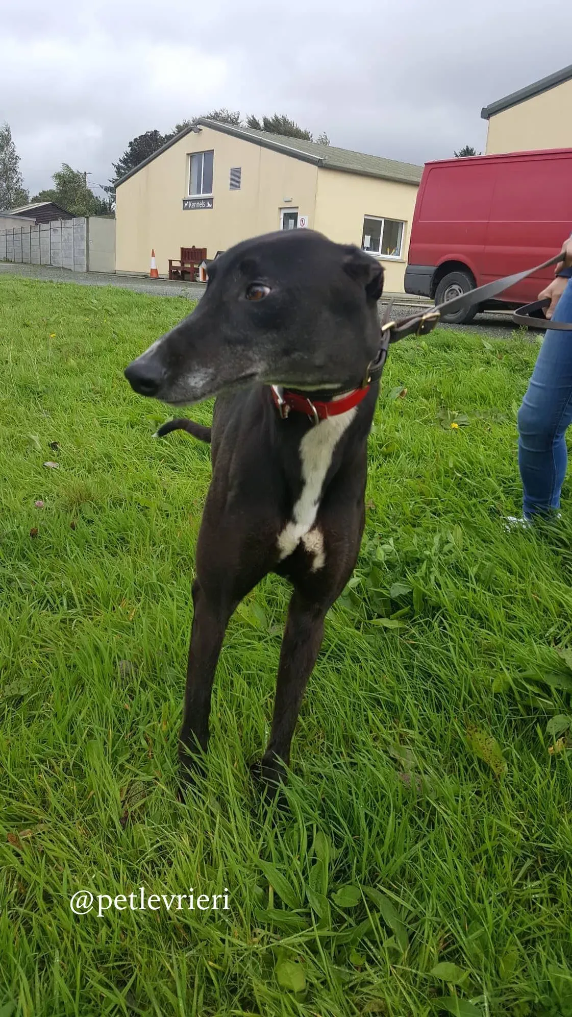 3 clancy adozione greyhound